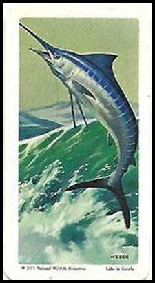 43 Blue Marlin